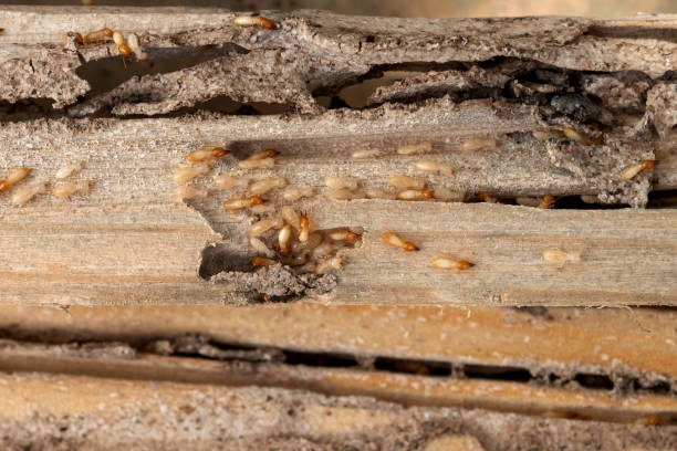 Trusted North Royalton, OH Pest Control Experts